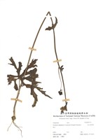 藏品(高山破傘菊)的圖片